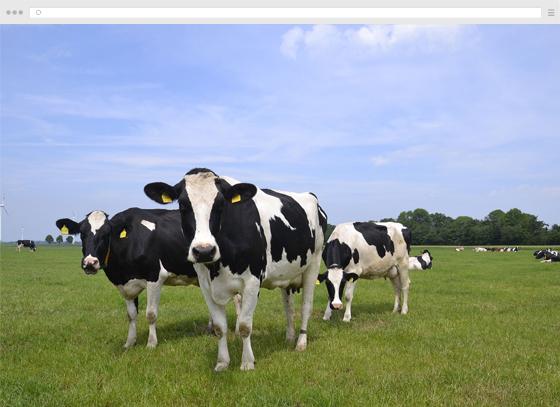 Creare un sito di un'azienda agricola biologica